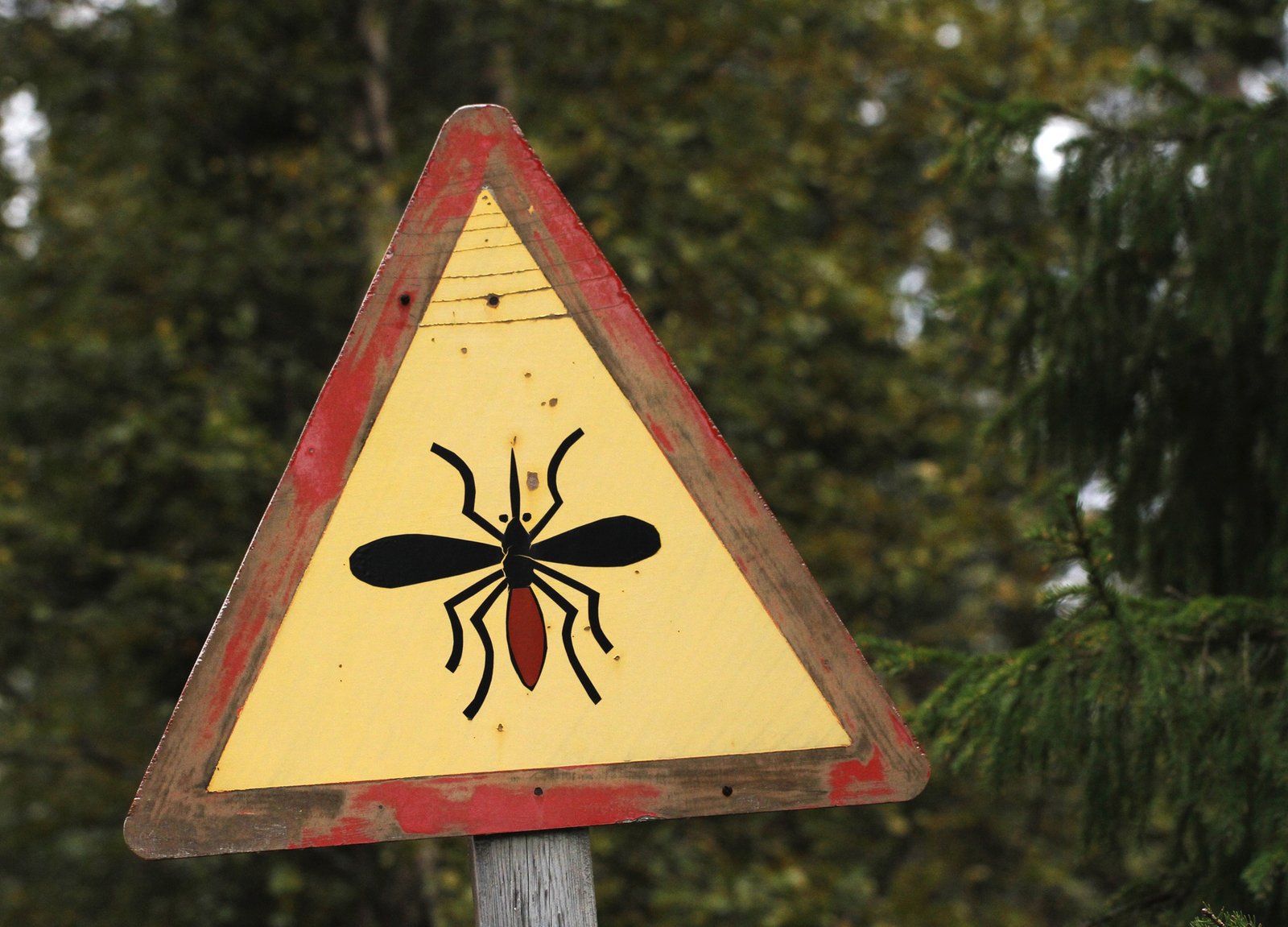 Komarci haraju banjalučkim prigradskim naseljima: Građani na mukama