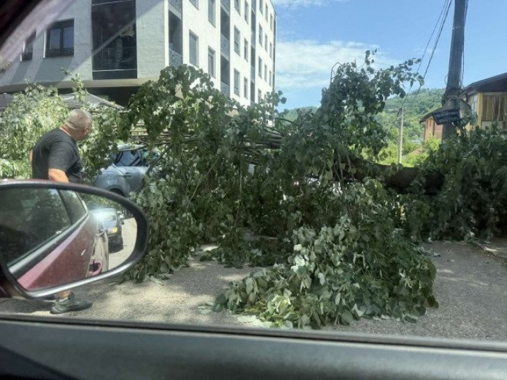 Srušilo se drvo, oštetilo automobile